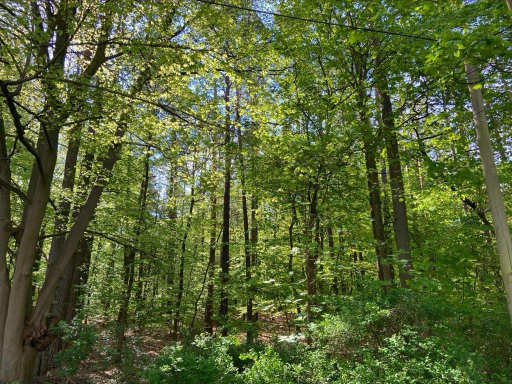 Waldwerk Wurlgrund Lychen Exterior foto